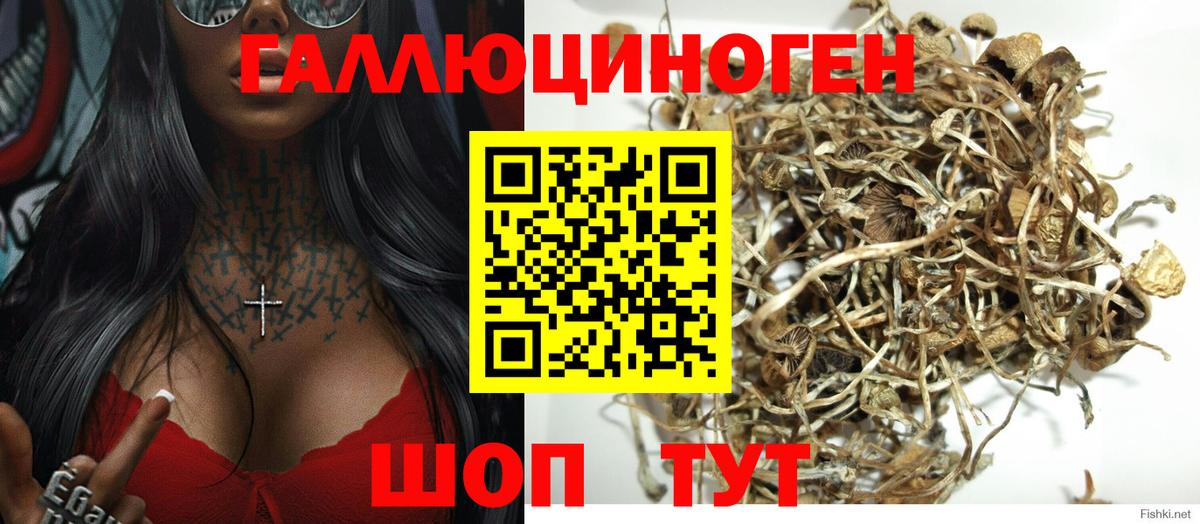 Псилоцибиновые грибы Psilocybine cubensis Медногорск